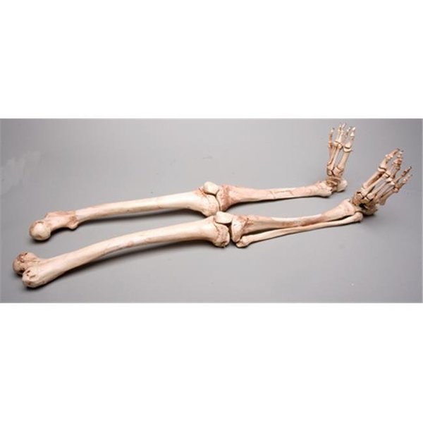 Skeletons And More Skeletons and More SM380DA Aged Skeleton Legs  Left and Right SM380DA